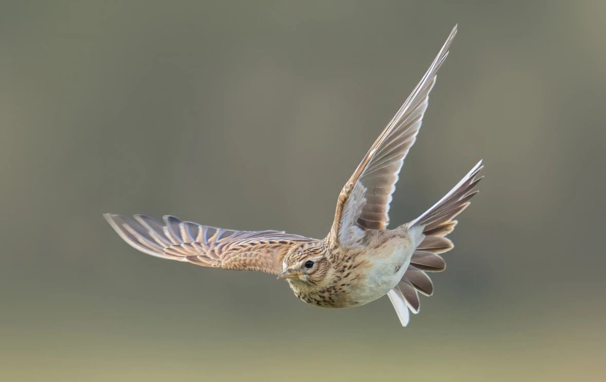 A skylark in flight
