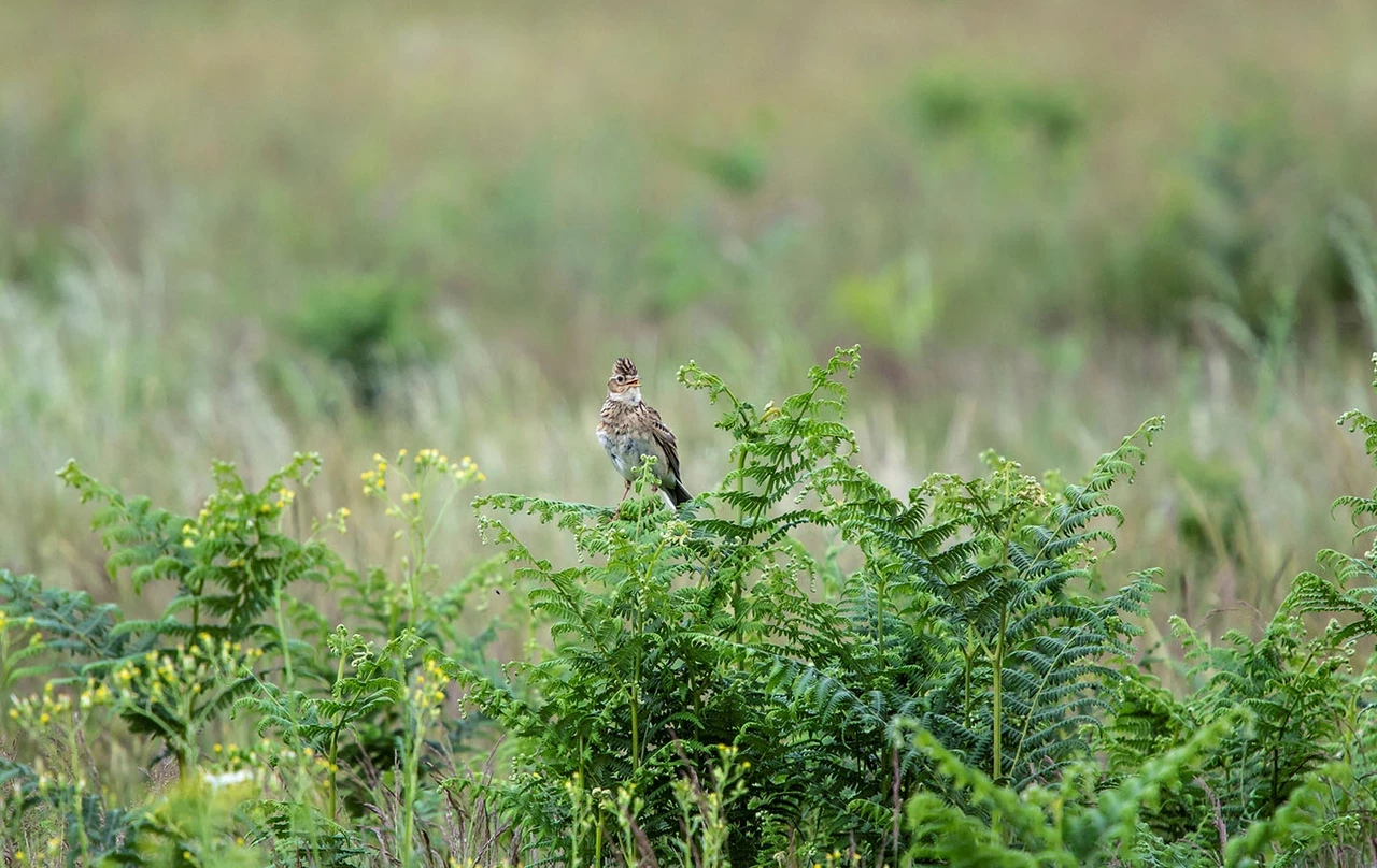 A skylark standing on a fern