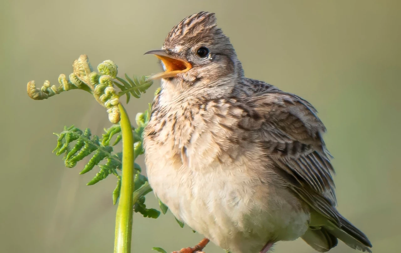 Close-up of a skylark