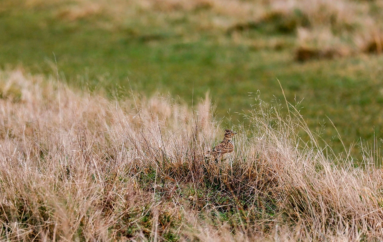 A skylark in the long grass