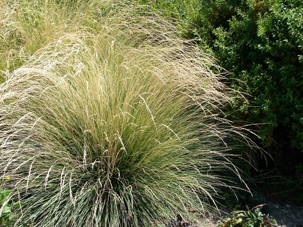 atlas fescue