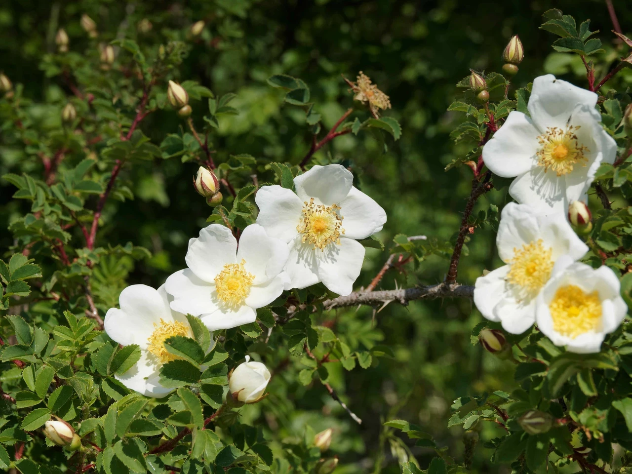 burnet rose
