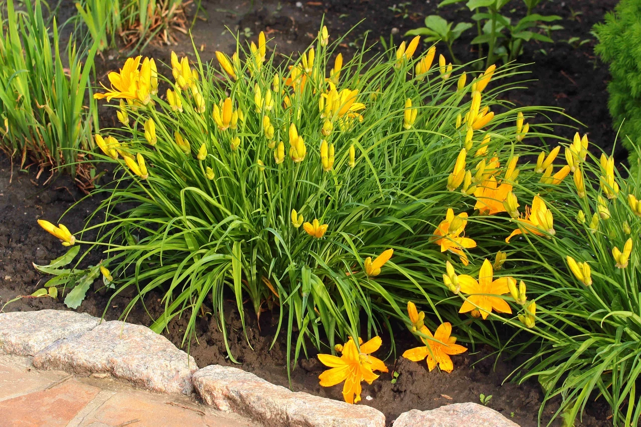 Daylily