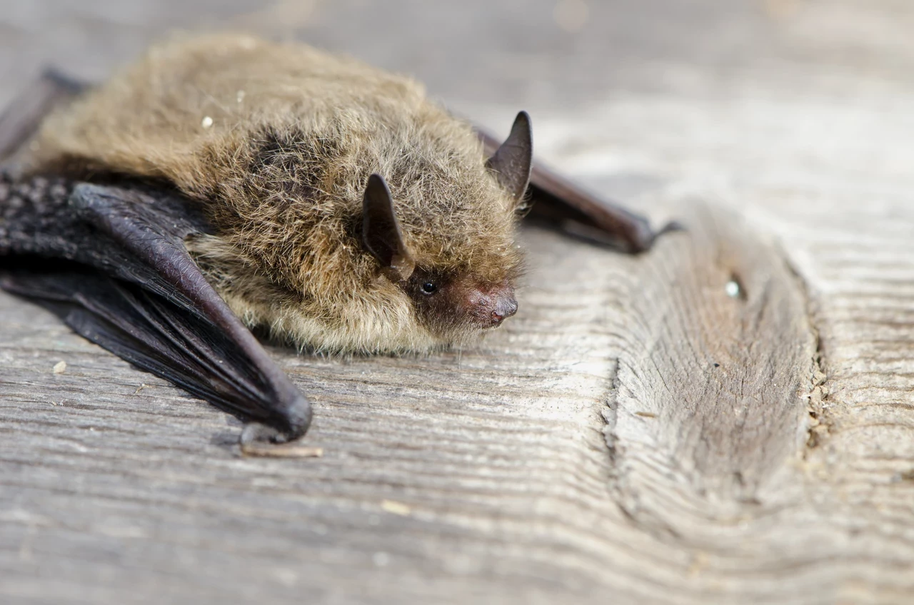A pipistrelle bat
