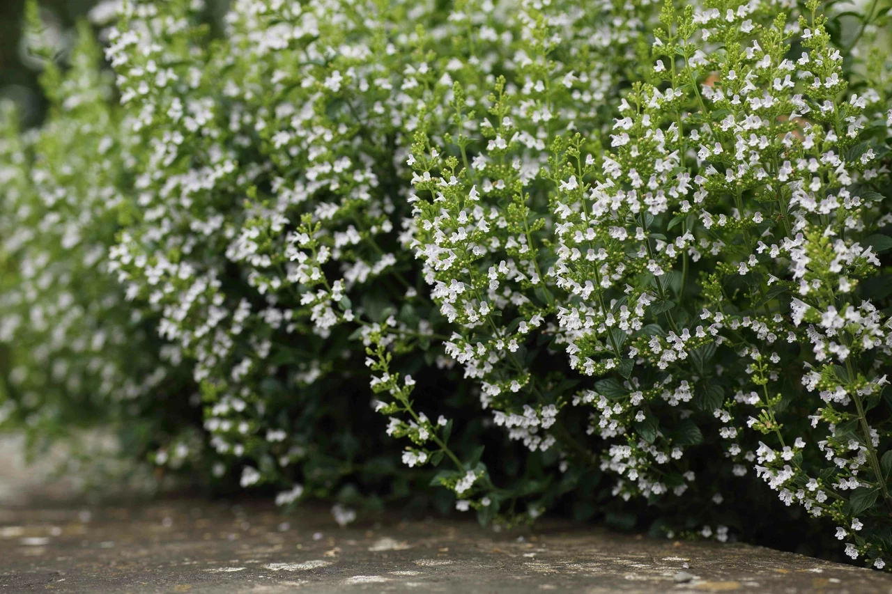 lesser calamint