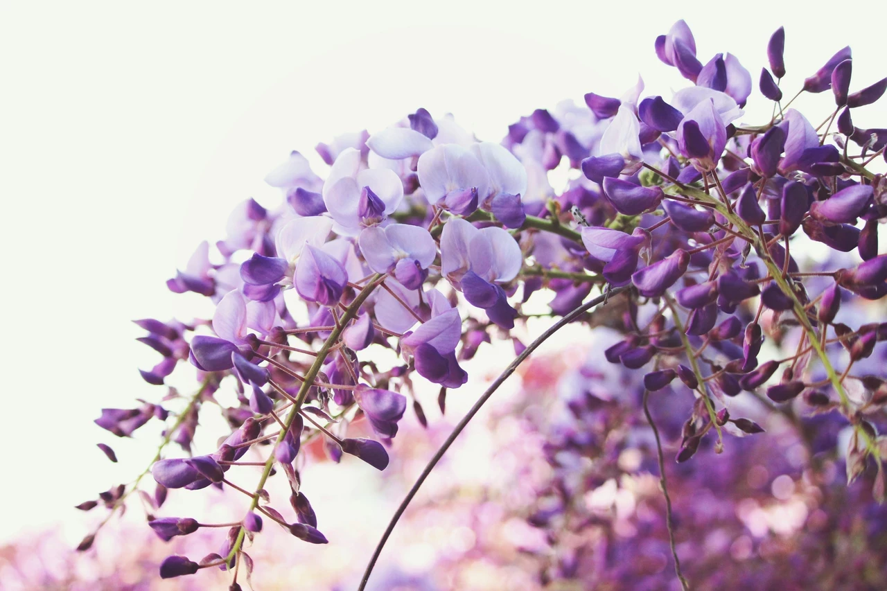 Wisteria from Pexels