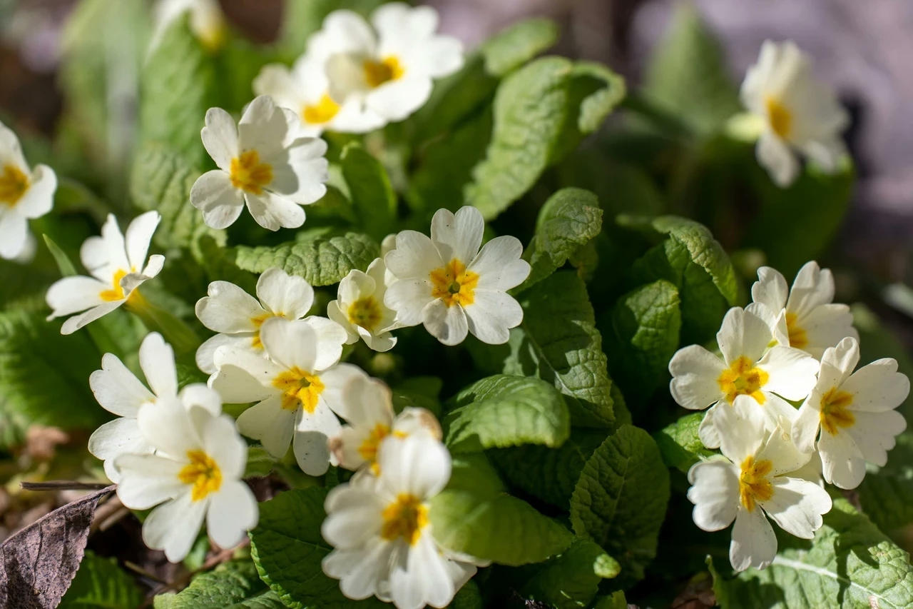 Primrose bloom