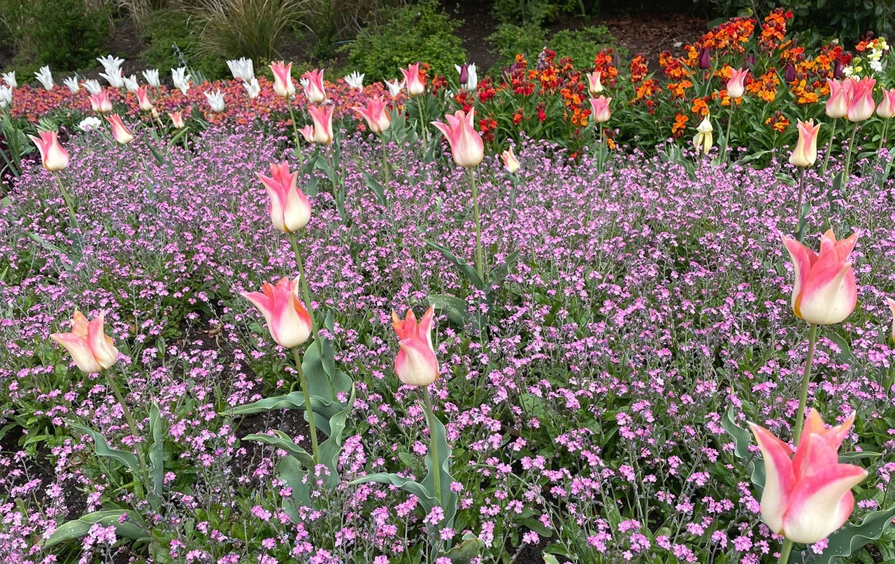 A vibrant pink flower bed