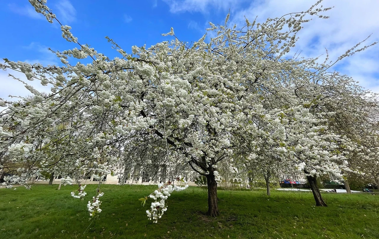 Tree with branches heavy with bright white blossom
