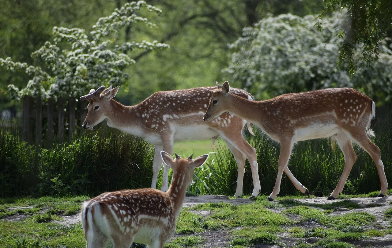 Three fawns among the park foliage