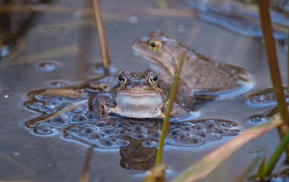 Two toads at the water's edge
