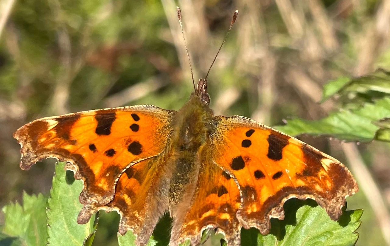 Vibrant orange butterfly