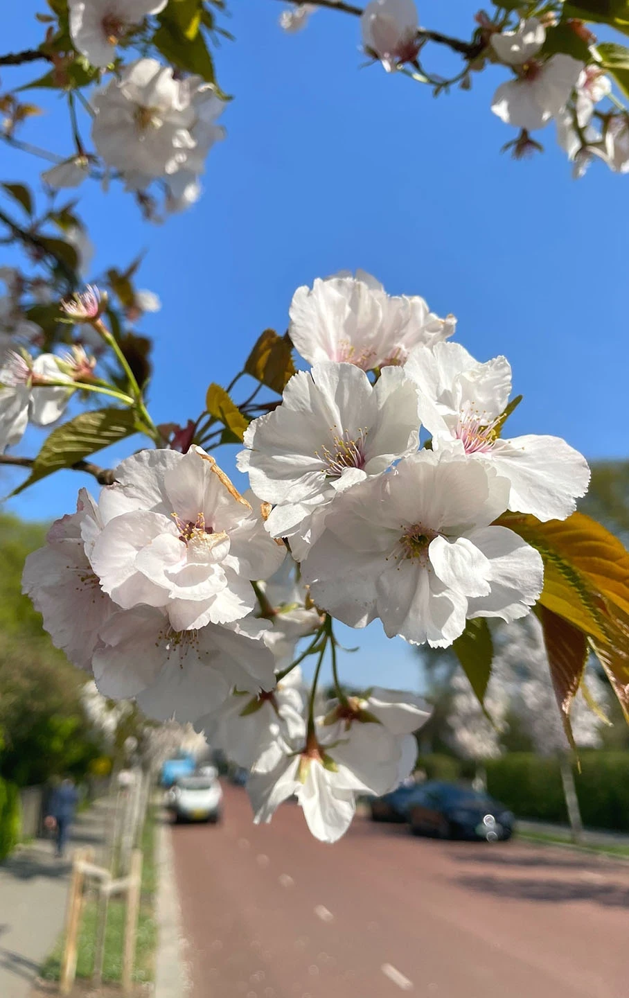 Close-up of cherry blossom with a road in the background