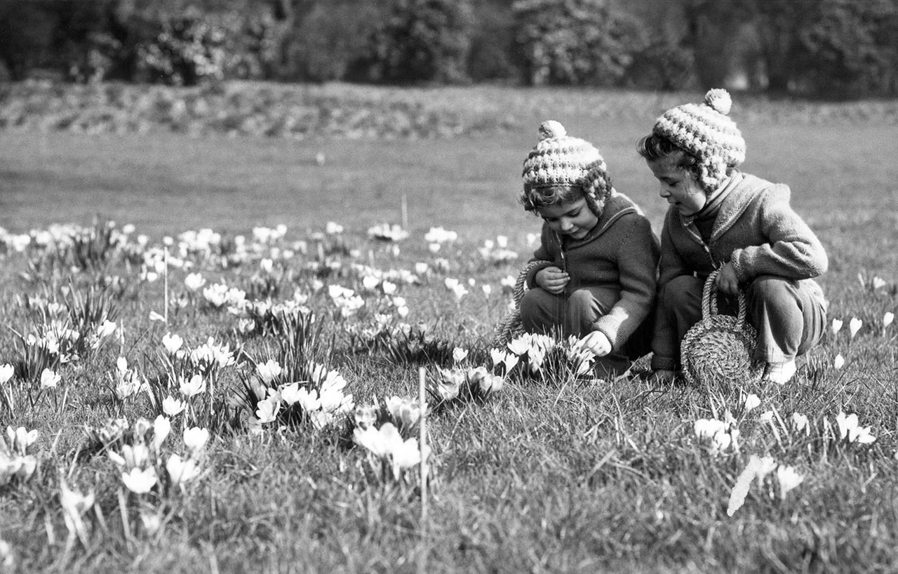 Two young children taking a close look at crocus flowers