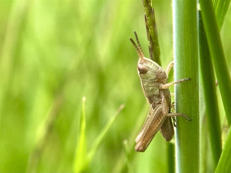 Young grasshopper holding onto grass stem