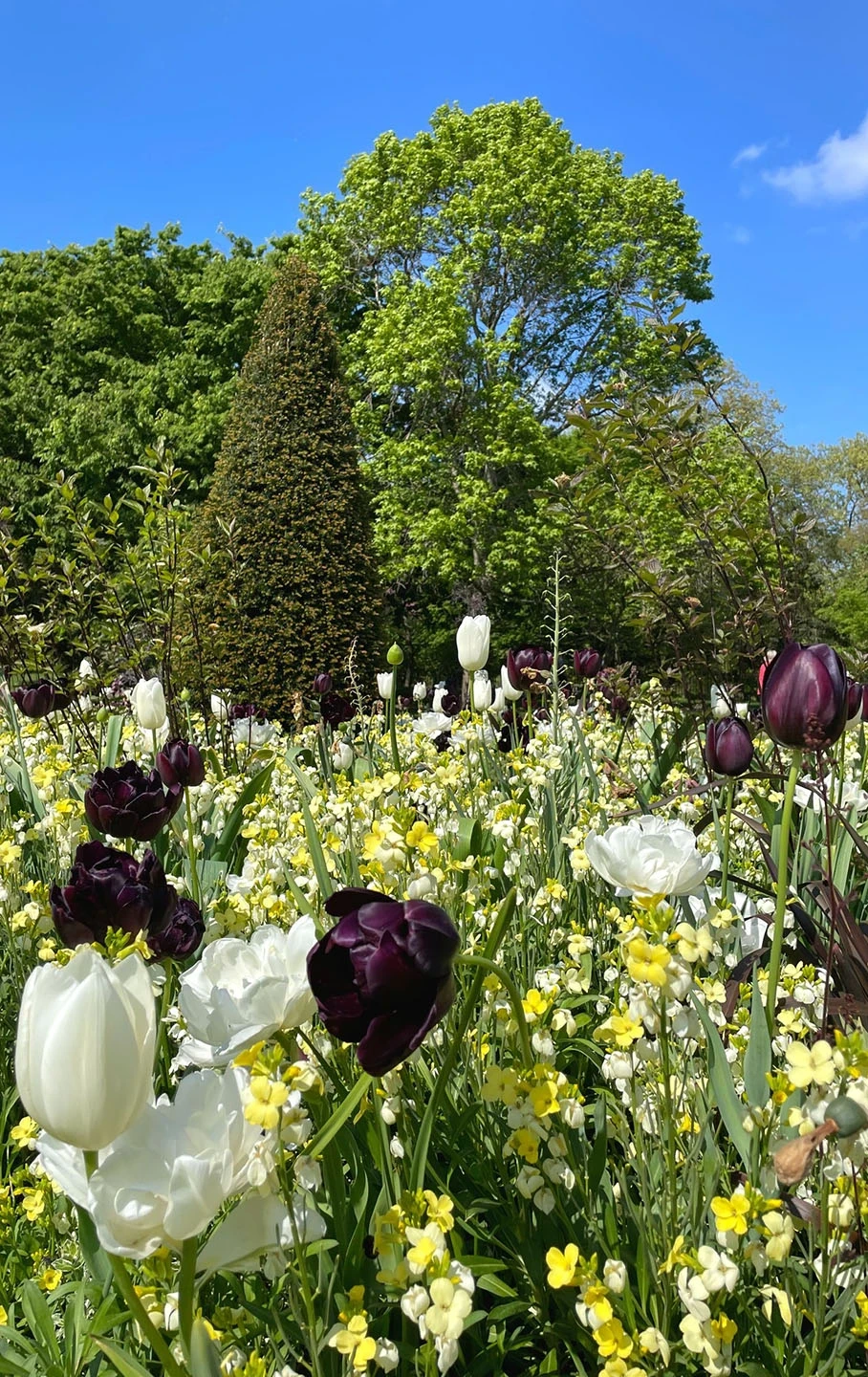 A colourful flower bed in the Rose Garden