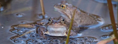 2 toads sitting in a pond with toad spawn