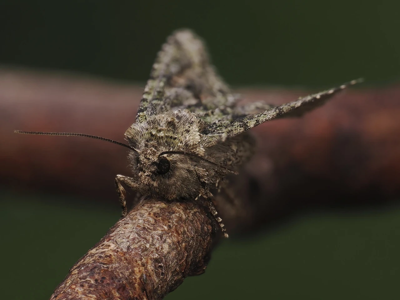The image features a close-up of a moth resting on a branch. The moth has a textured, mottled appearance with shades of gray and green, allowing it to blend in with its surroundings. Its wings are spread slightly, showcasing intricate patterns that enhance its camouflage. The background is softly blurred, emphasizing the details of the moth and the rough texture of the branch it is perched on. The overall composition highlights the beauty and intricacy of this nocturnal insect.