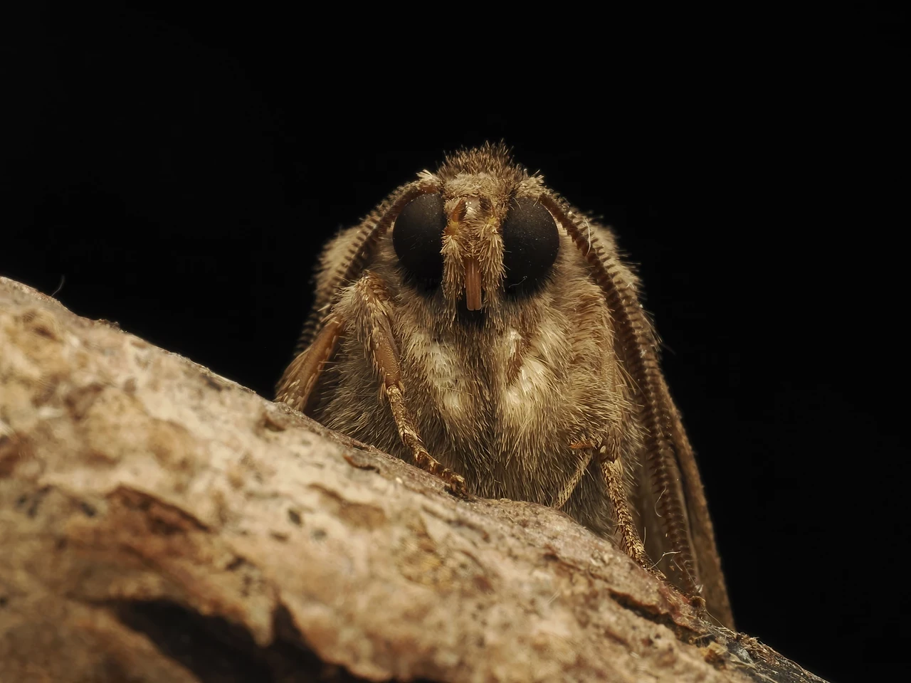 The image features a close-up view of a moth perched on a textured surface, likely a piece of wood. The moth has a fuzzy, light brown body with distinct black eyes. Its wings are folded back, revealing a soft, velvety texture. The background is dark, which enhances the details of the moth's features and the natural patterns of the surface it rests on. The overall composition highlights the intricate details of the moth's anatomy, showcasing its delicate structure and coloration.