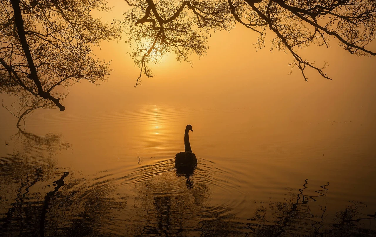 A black swan gliding gracefully across a pond at dawn