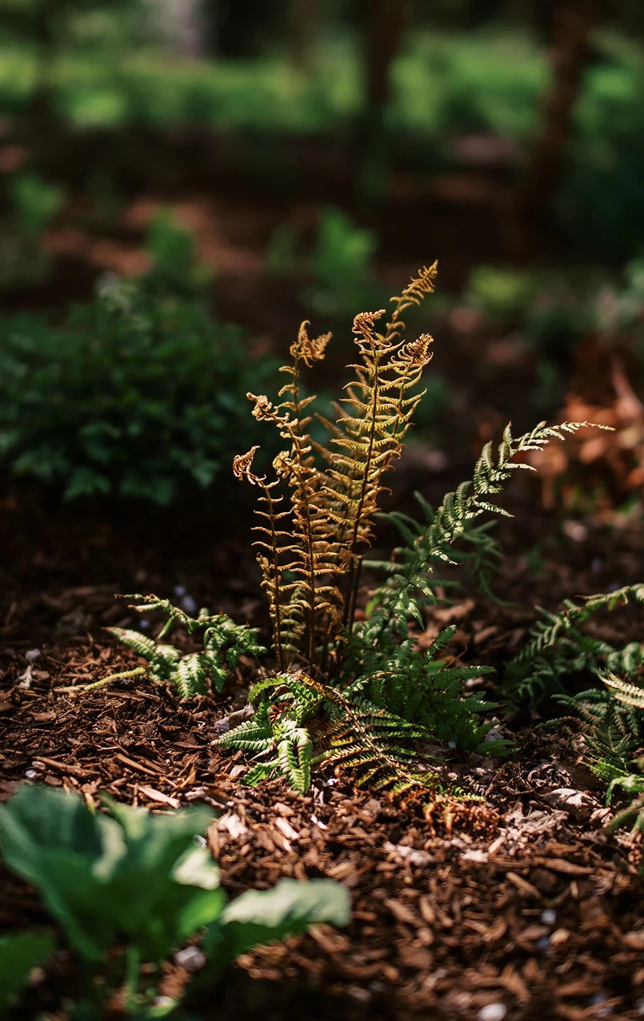 Ferns in the sunshine