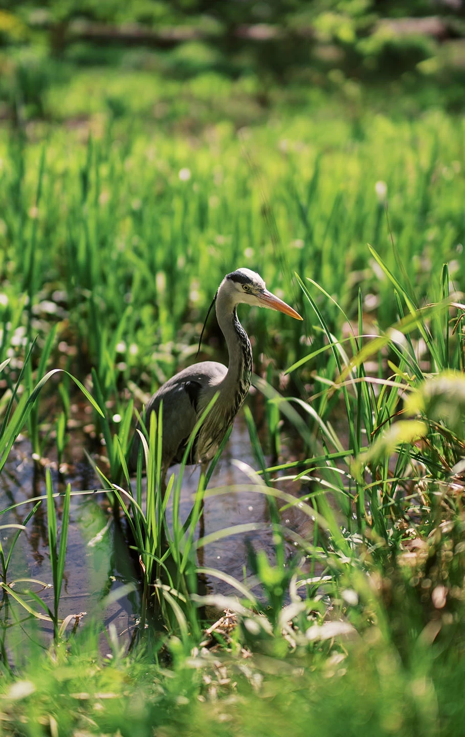 A heron standing amidst lush green grass and reeds