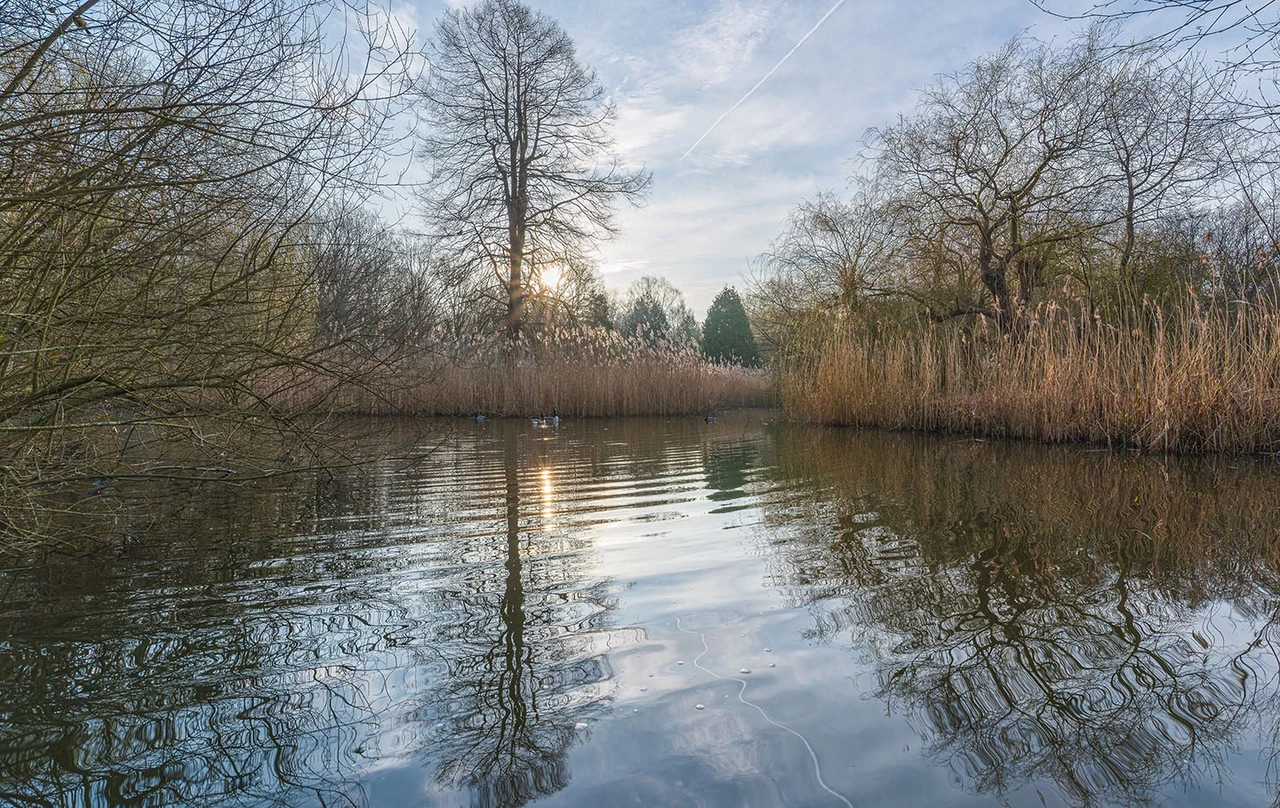 Reflection of bare trees and the sky in a pond