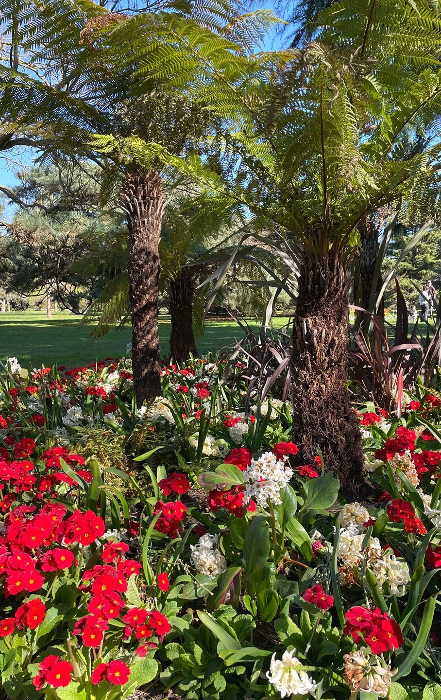 Red and white flowers surrounding a couple of palm trees