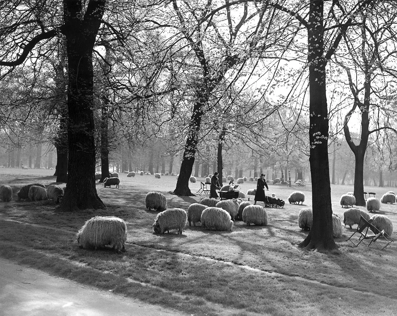 Sheep grazing among trees in Hyde Park.