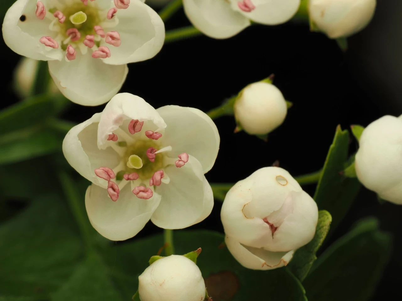 Close up of white Hawthorn blossom with pink stamen, some flowers are open, some flowers are yet to open