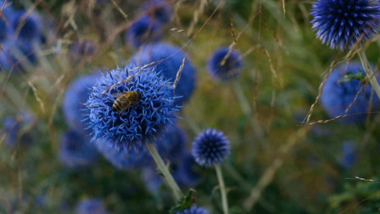 Image of blue flowers in an open, green field.