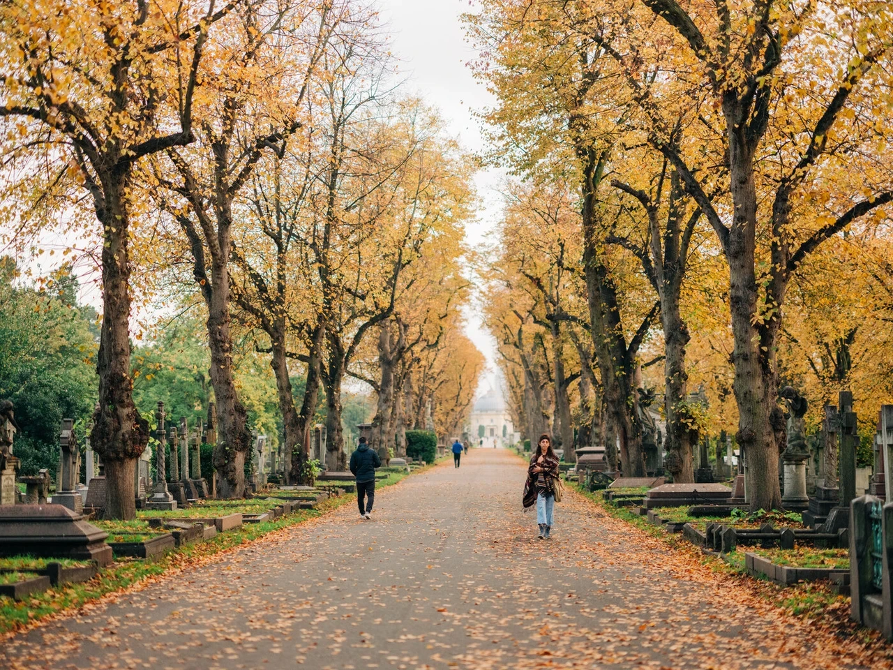 Lime avenue trees with autumnal yellow leaves