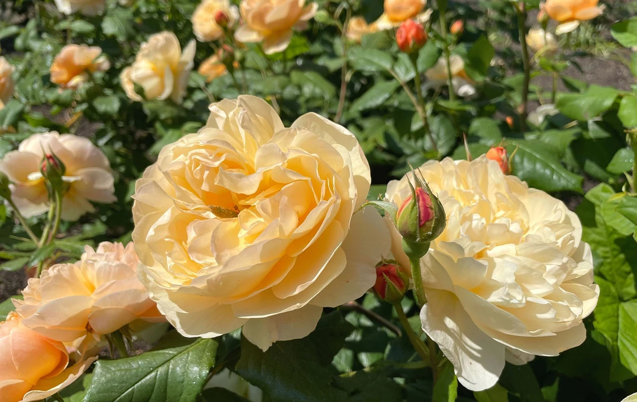 Yellow roses in full bloom