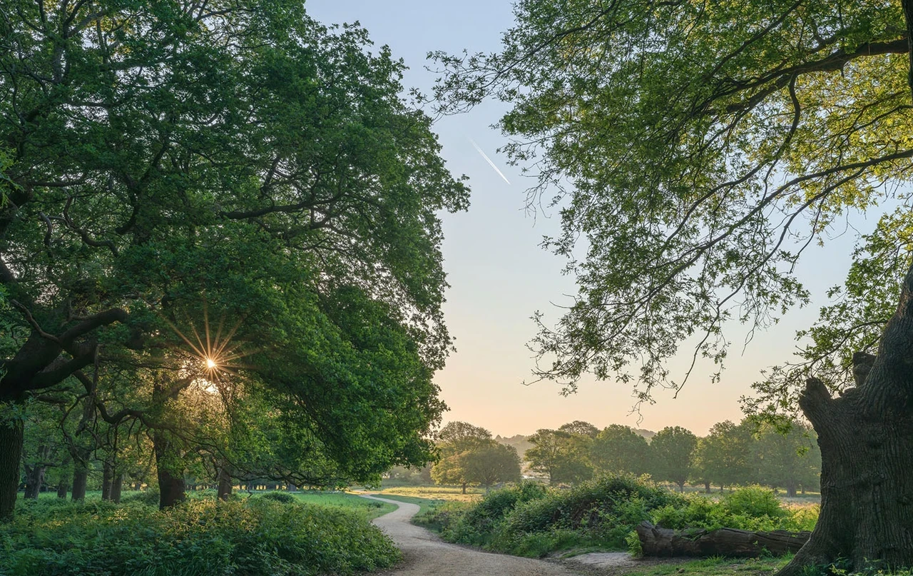 A path winding through the trees