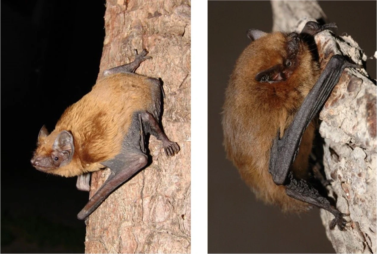 A close up of a noctule and Pipistrelle bat