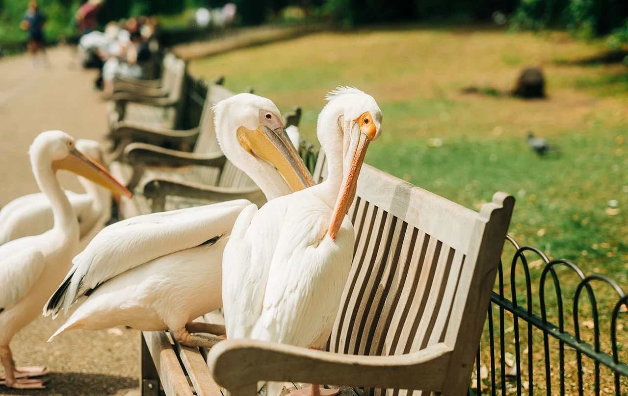 Pelicans on a park bench