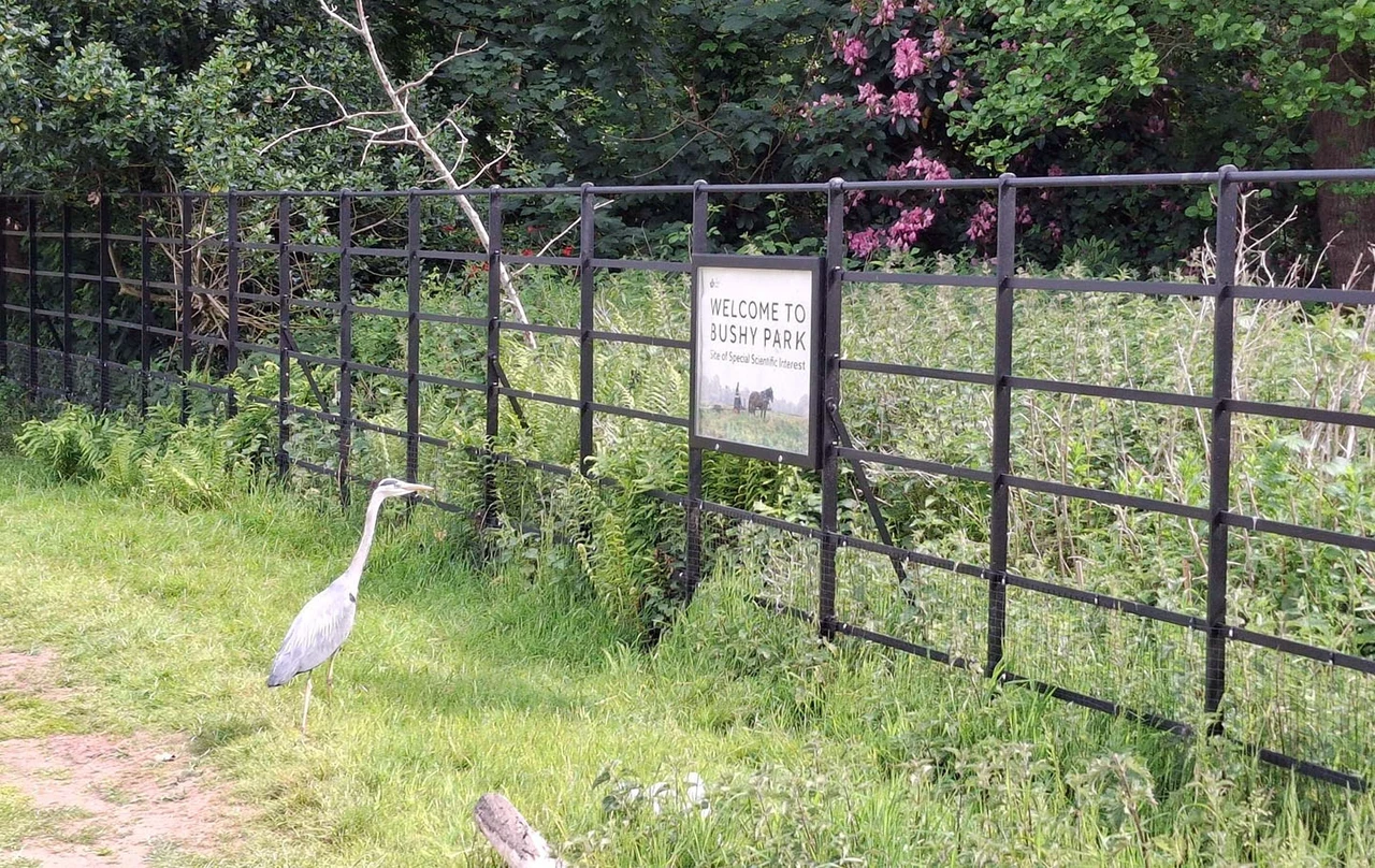 A heron looking at a park sign on a fence