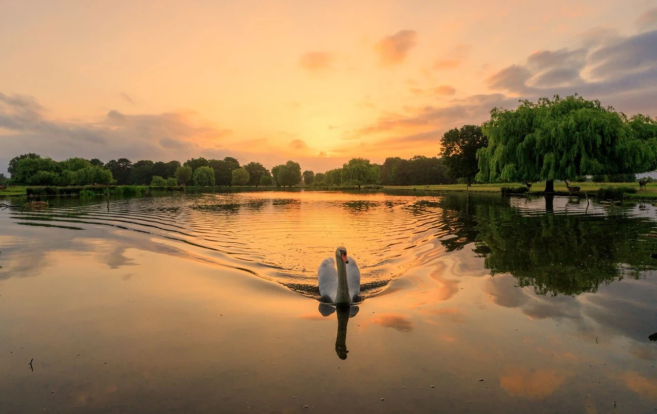 A swan on a pond with the sun rising behind