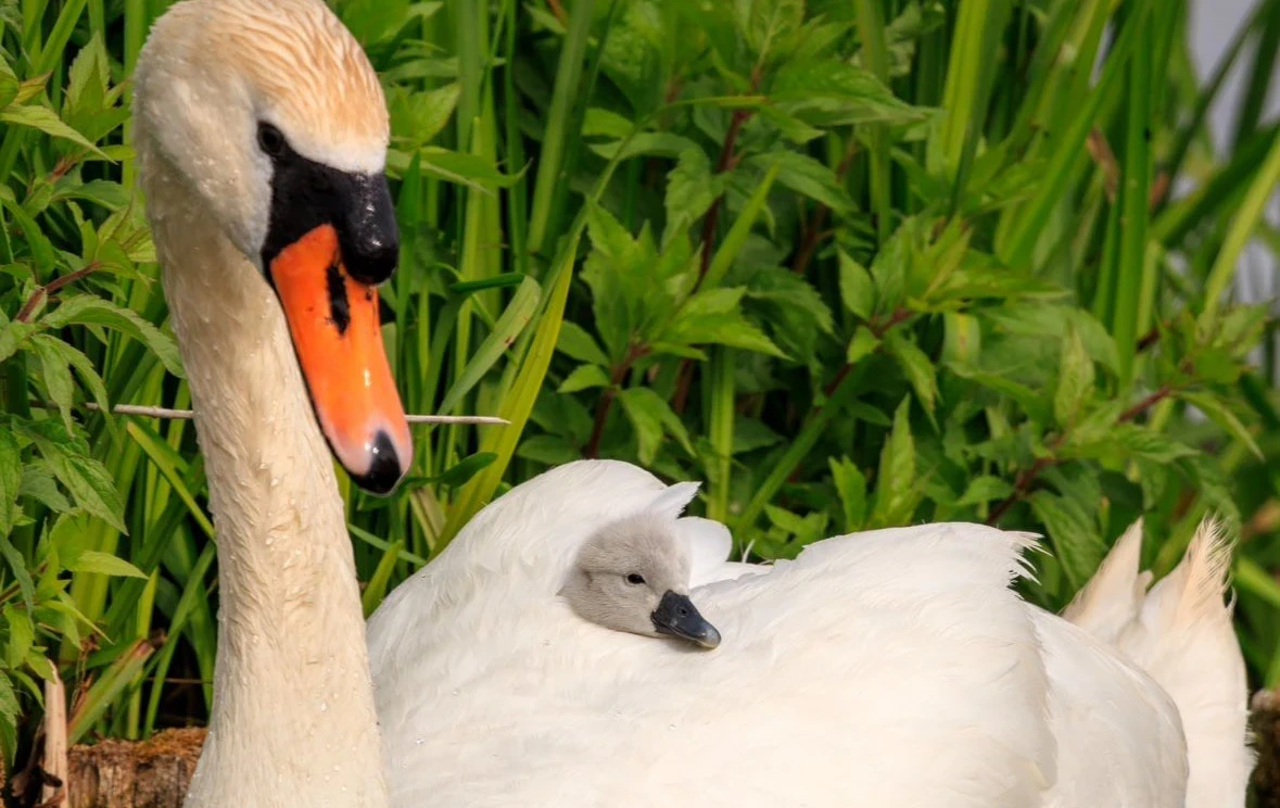 A cygnet enjoys the safety of its mother's feathers