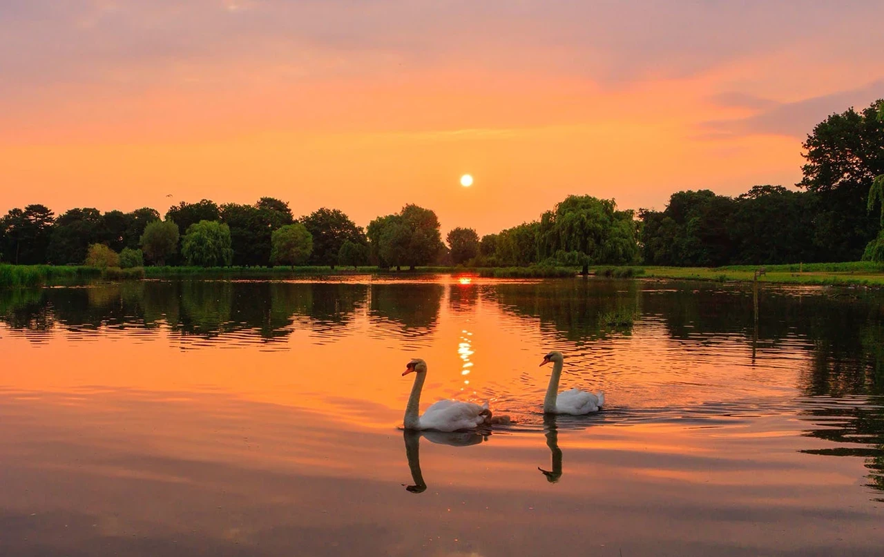 Two swans on the water during a bright orange sunset.