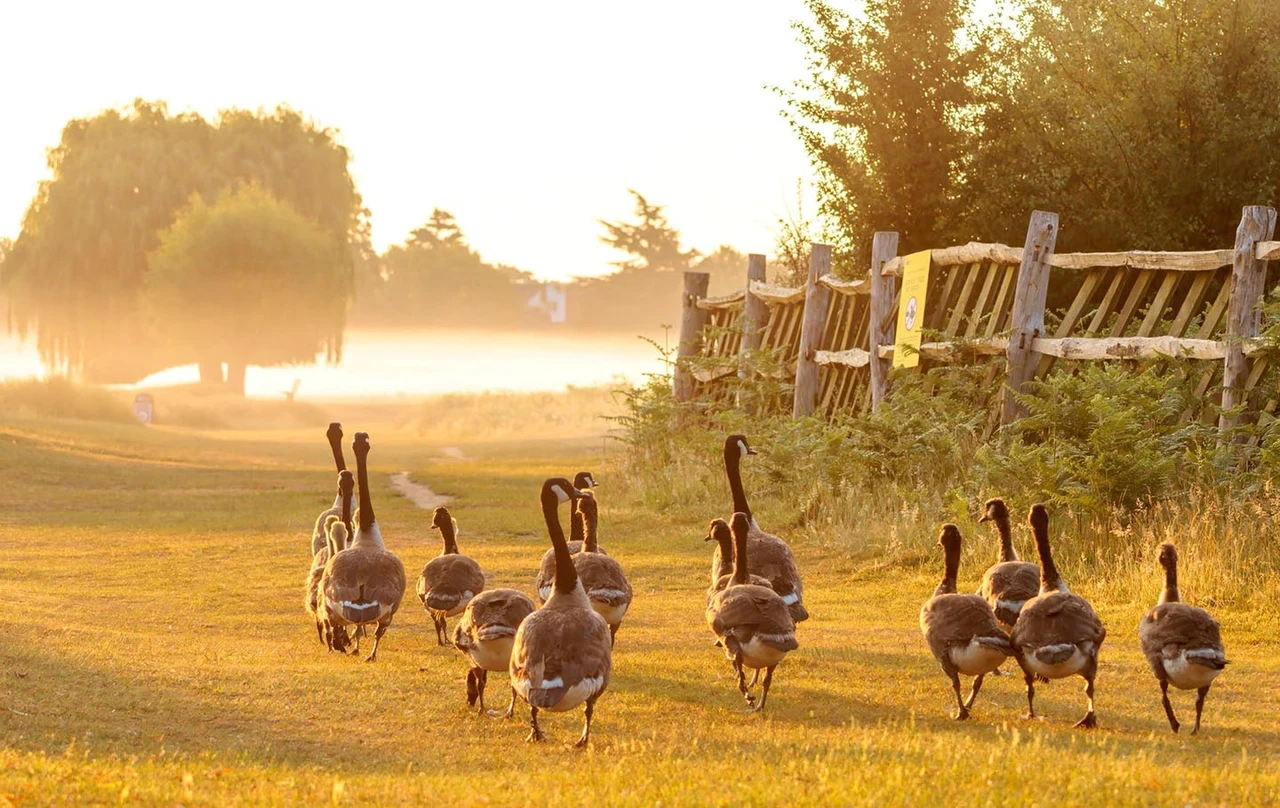 A flock of geese waddling away towards the rising sun
