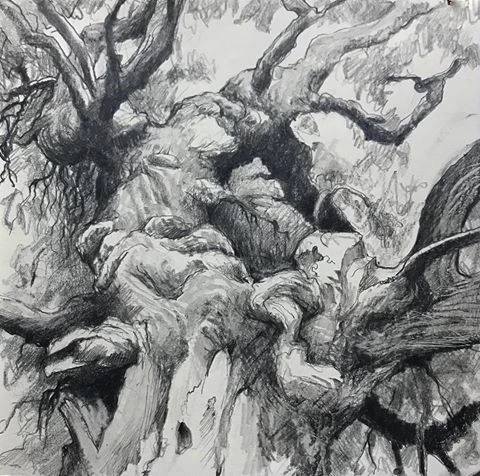 Pencil sketch of a mulberry tree