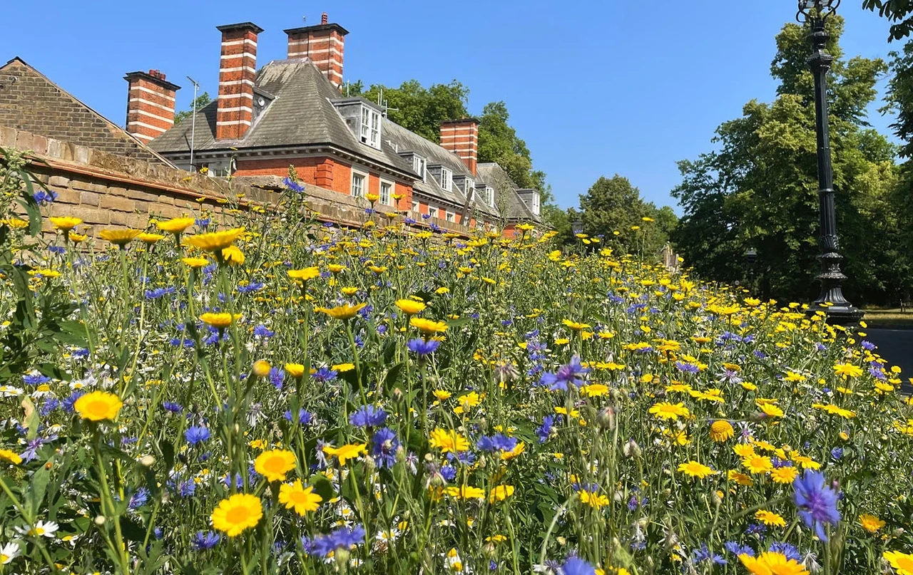 Daisies and cornflowers in a bed outside the Old Police House