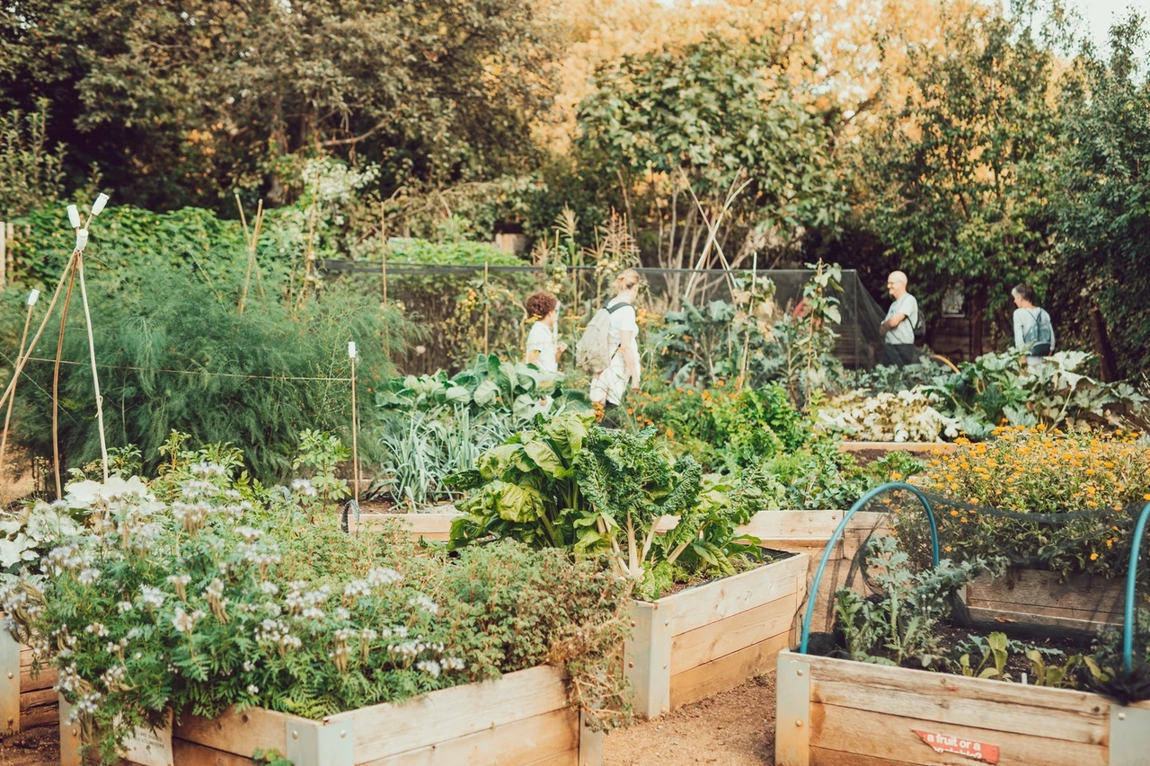 View of Kensington Gardens Allotment