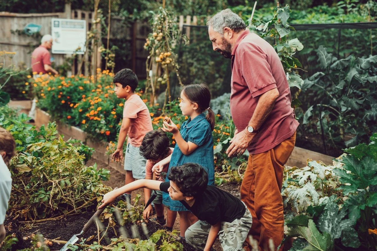 Three children digging for potatoes at Kensington Gardens Harvest Festival
