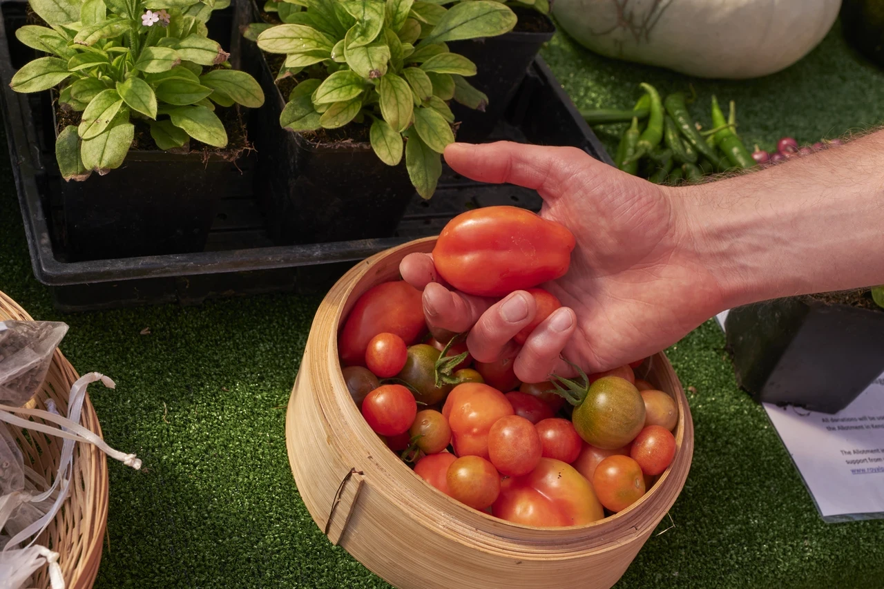 Hand holding tomato