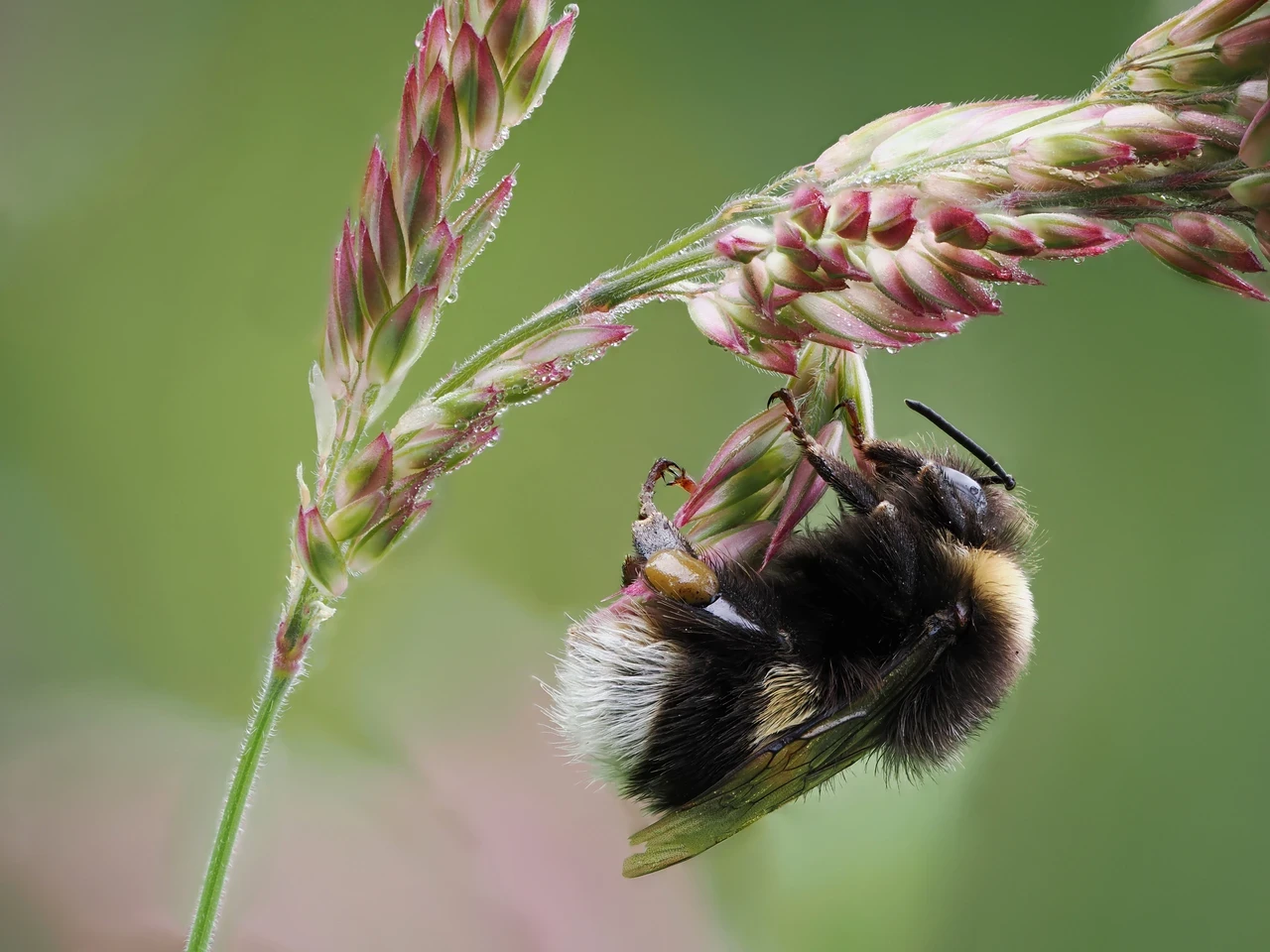 Bumblebee on grass flowerhead