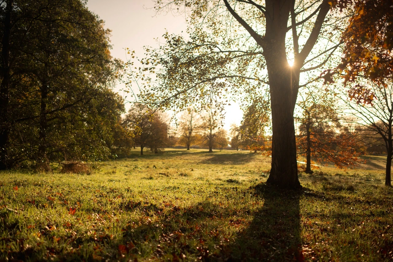 Hyde Park in the autumn morning light