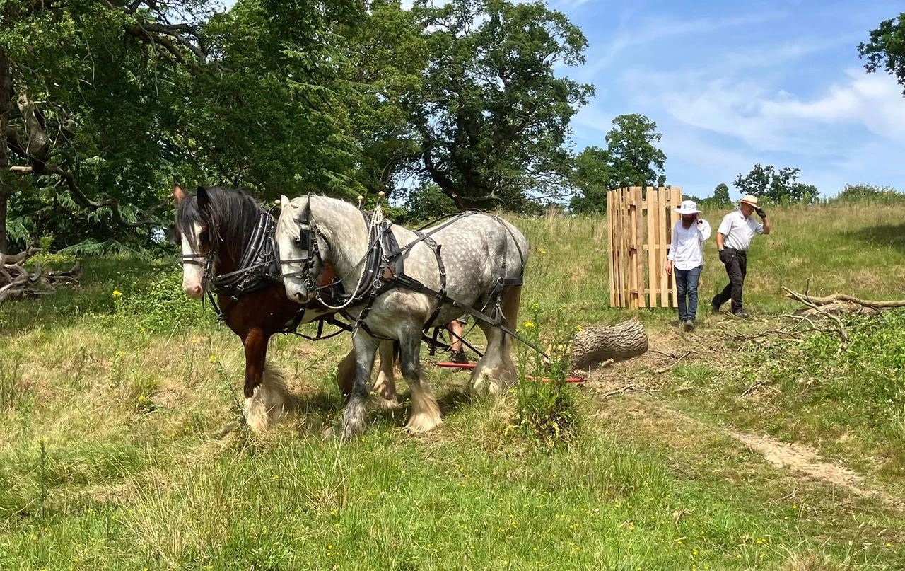 A pair of shire horses working the meadow