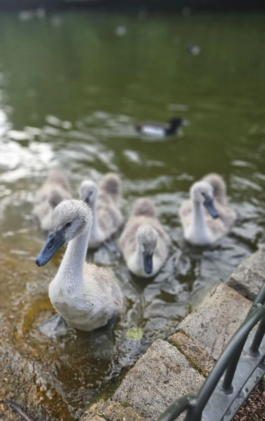 Goslings